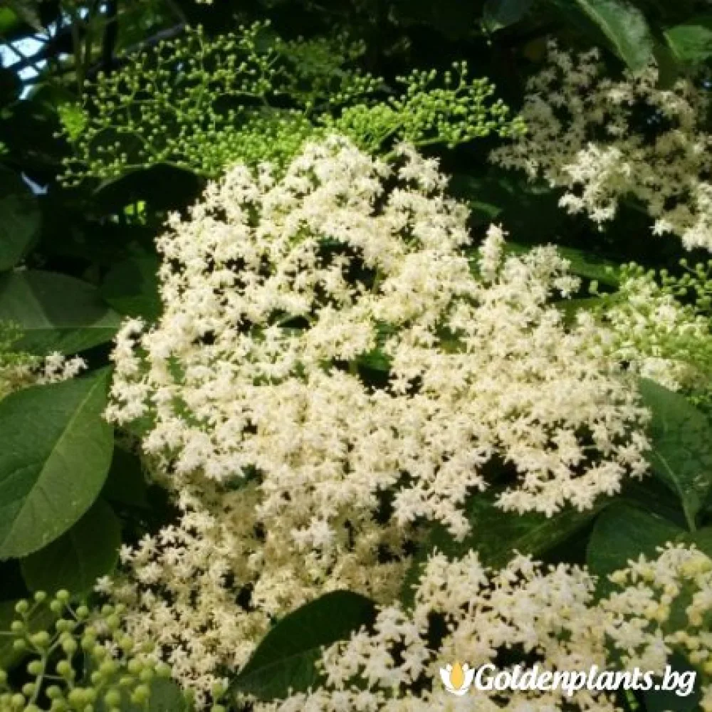 Черен бъз – плодно растение