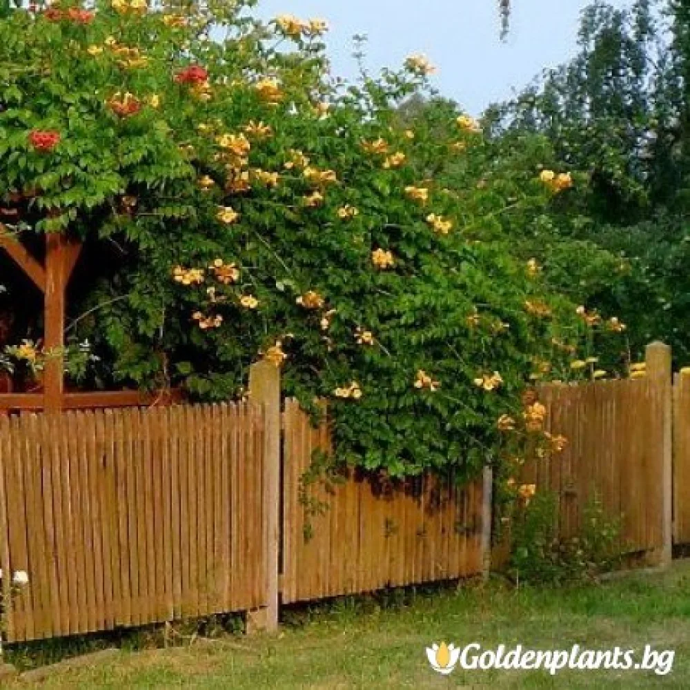Тромпетна лоза - Текома Флава – декоративно растение