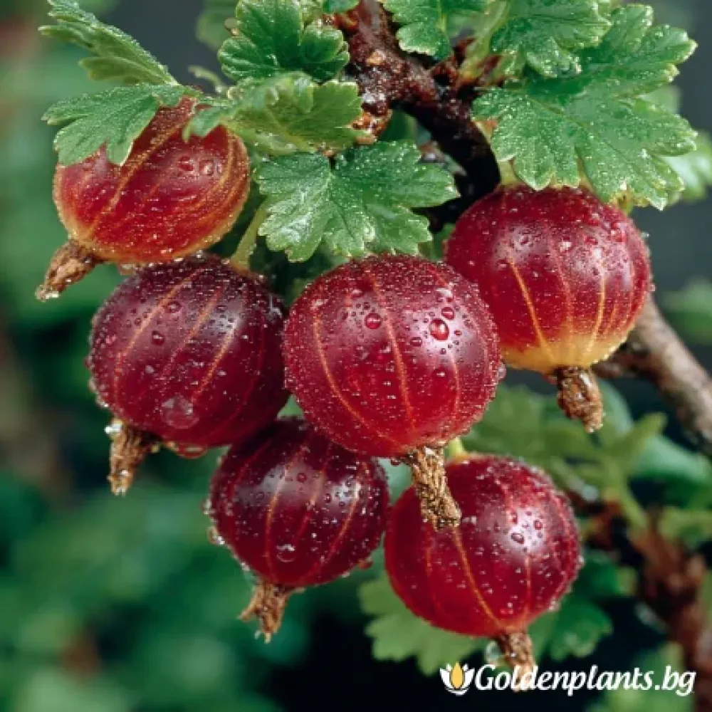 Цариградско грозде, сорт Каменар