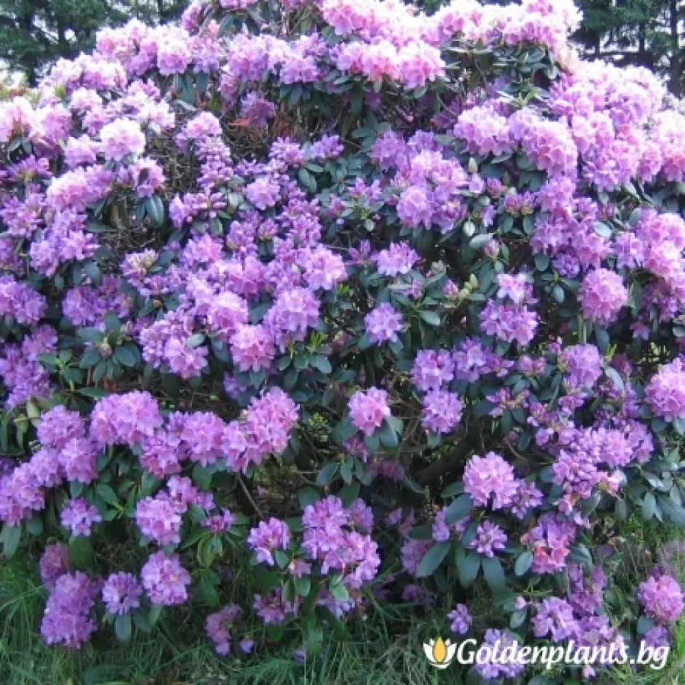 Рододендрон, сорт Катаубиенсе Грандифлорум