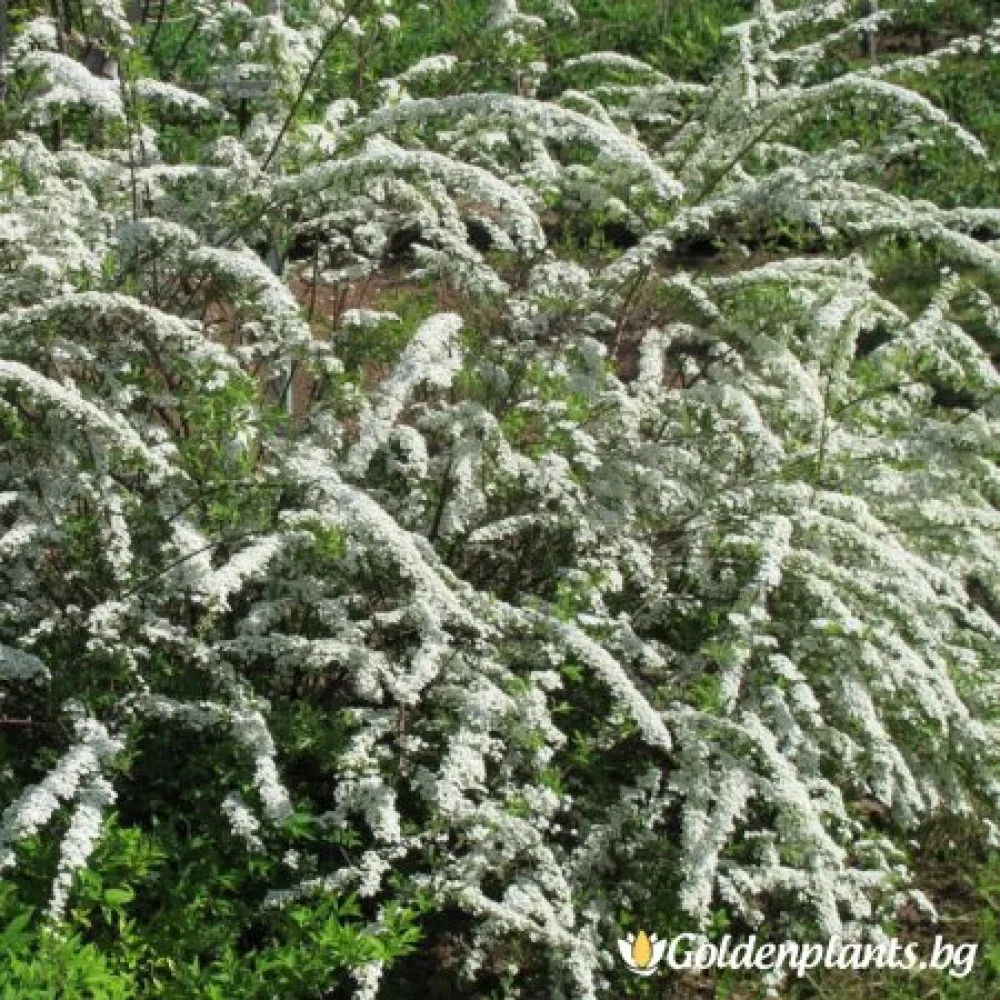 Японика Грефшайм (спирея)