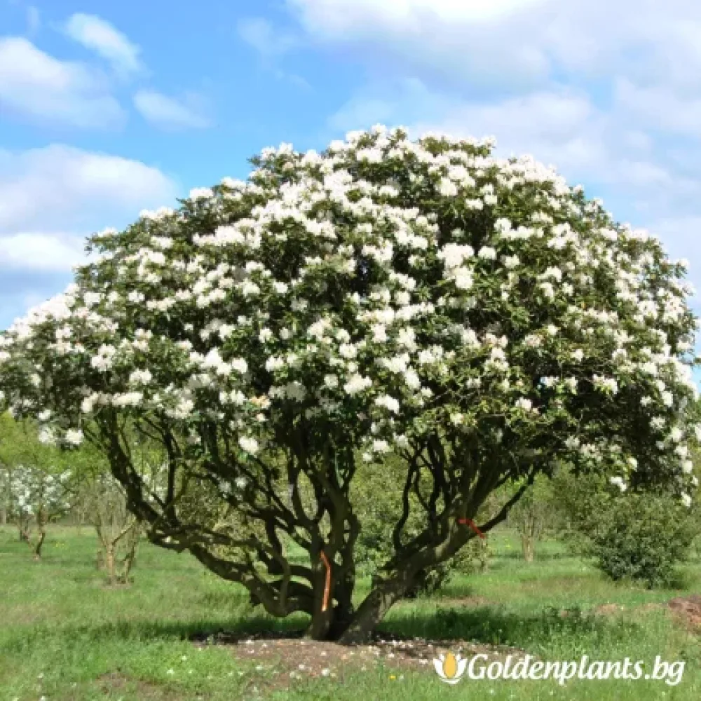 Рододендрон – Бяло на Кънингам