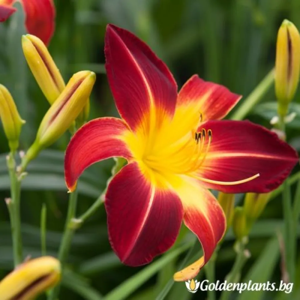 Хемерокалис /Hemerocallis – градинско цвете