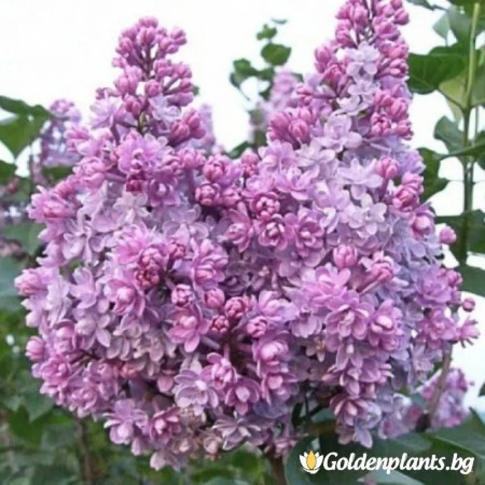 Колхозница (люляк)