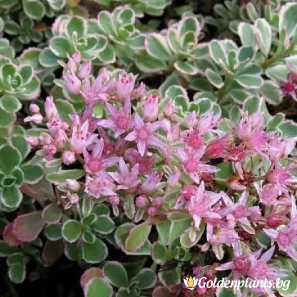 Седум – Разнообразен