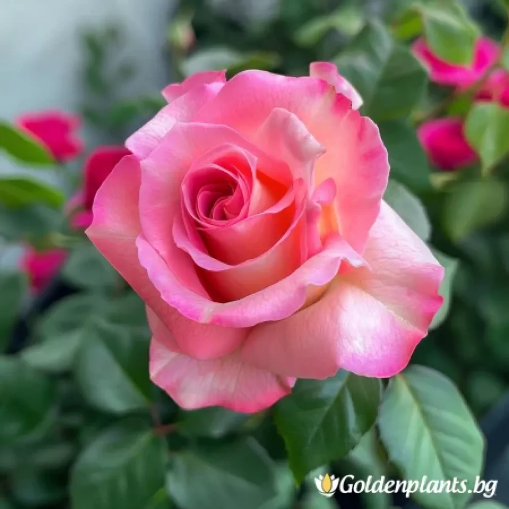 Роза – Розова Снежинка, с гол корен