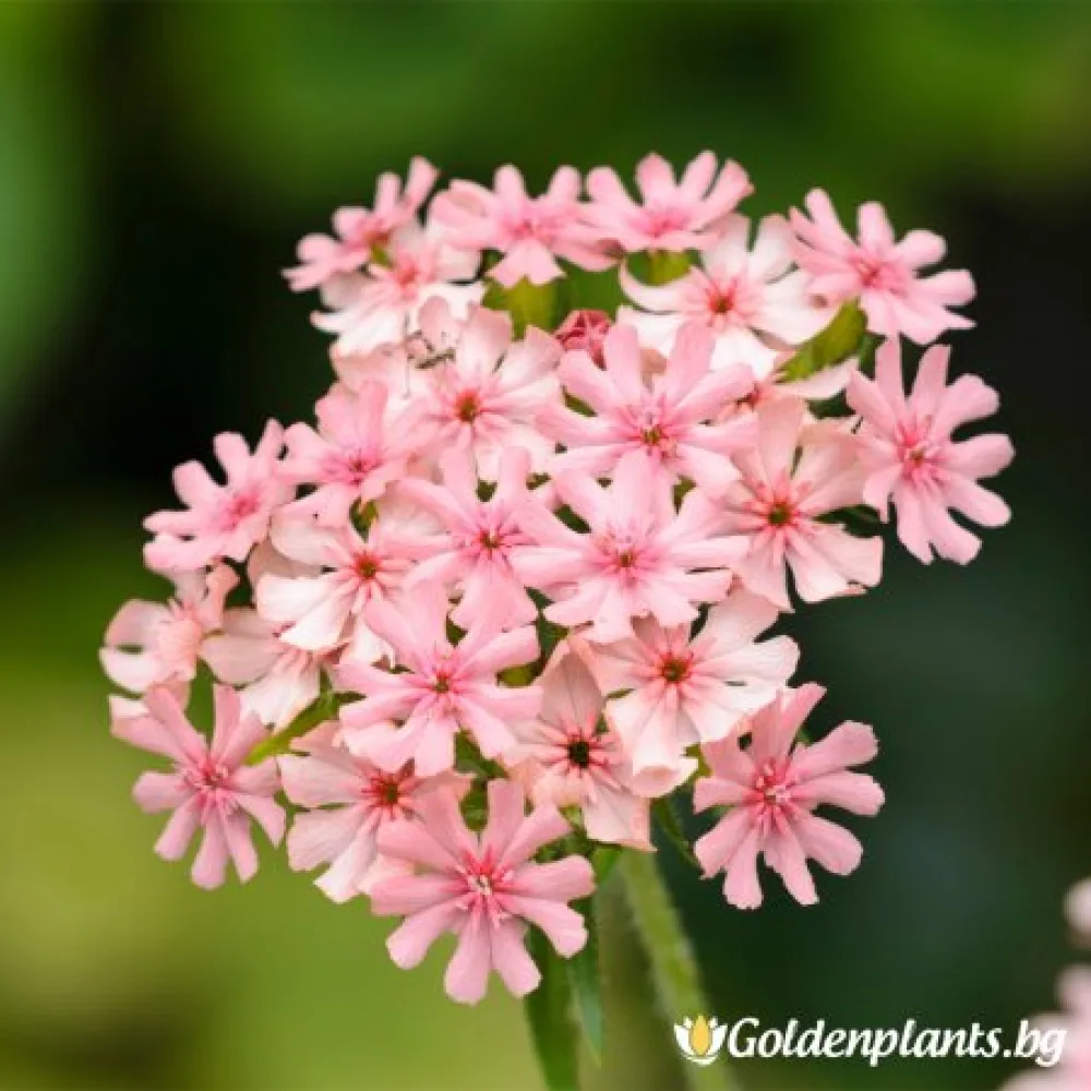 Халцедоника Карнея (лихнис)