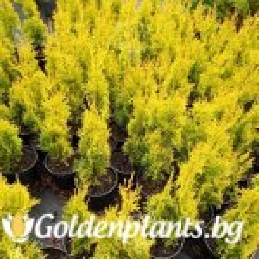 Западна туя Malonyana Aurea – декоративно растение
