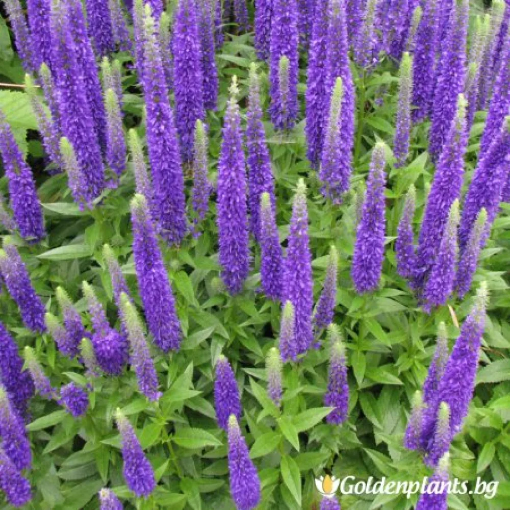 Синя (вероника)
