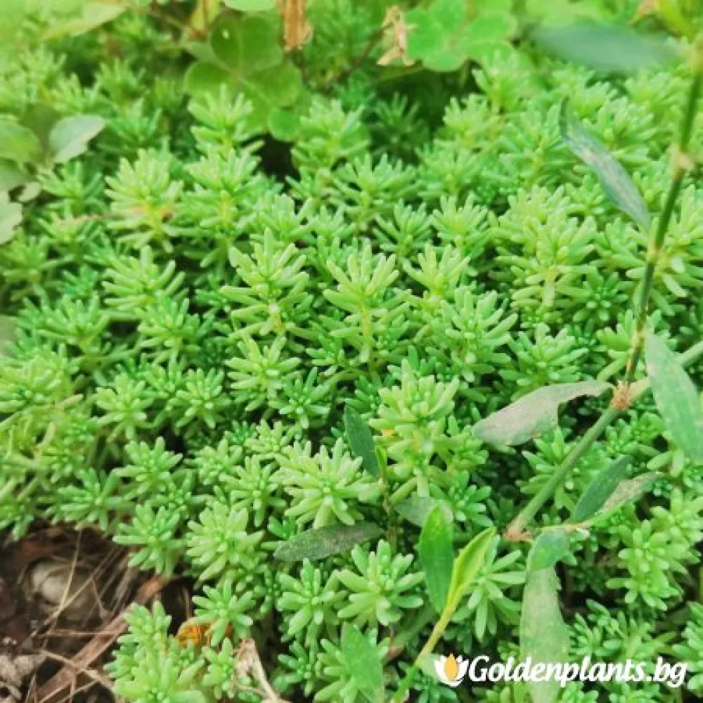 Седум green carpet зелен – за градината