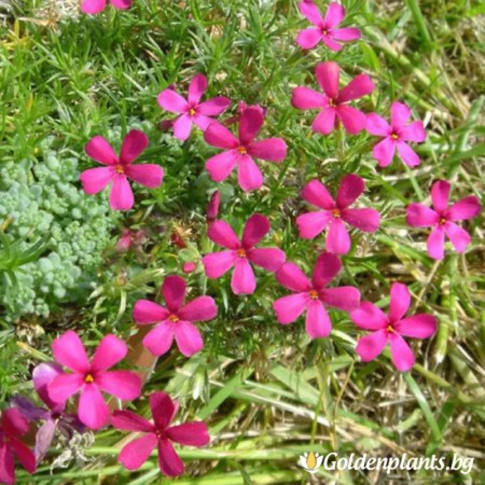 Алпийски Флокс Цикламено червен / Phlox (D) Ochsenblut – за градината