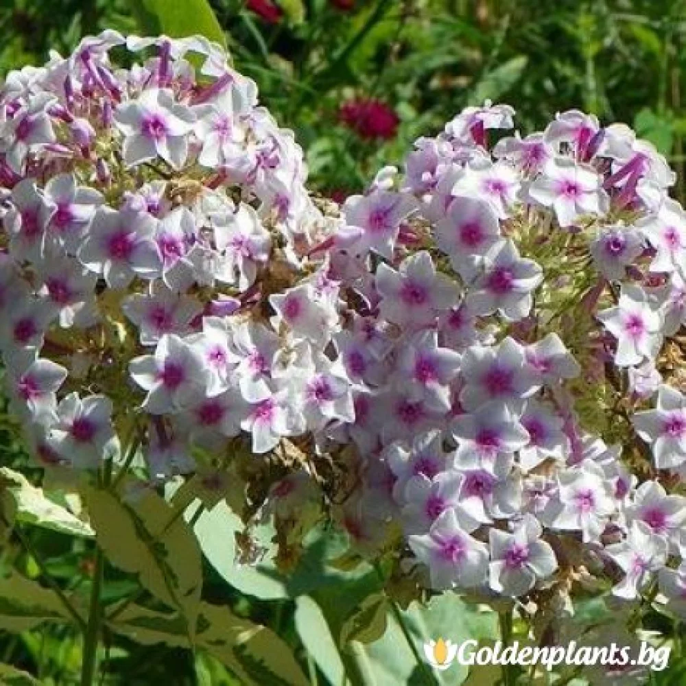 Алпийски флокс шарен – за градината