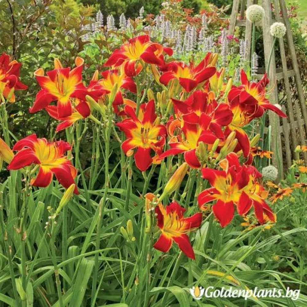 Хемерокалис /Hemerocallis – градинско цвете