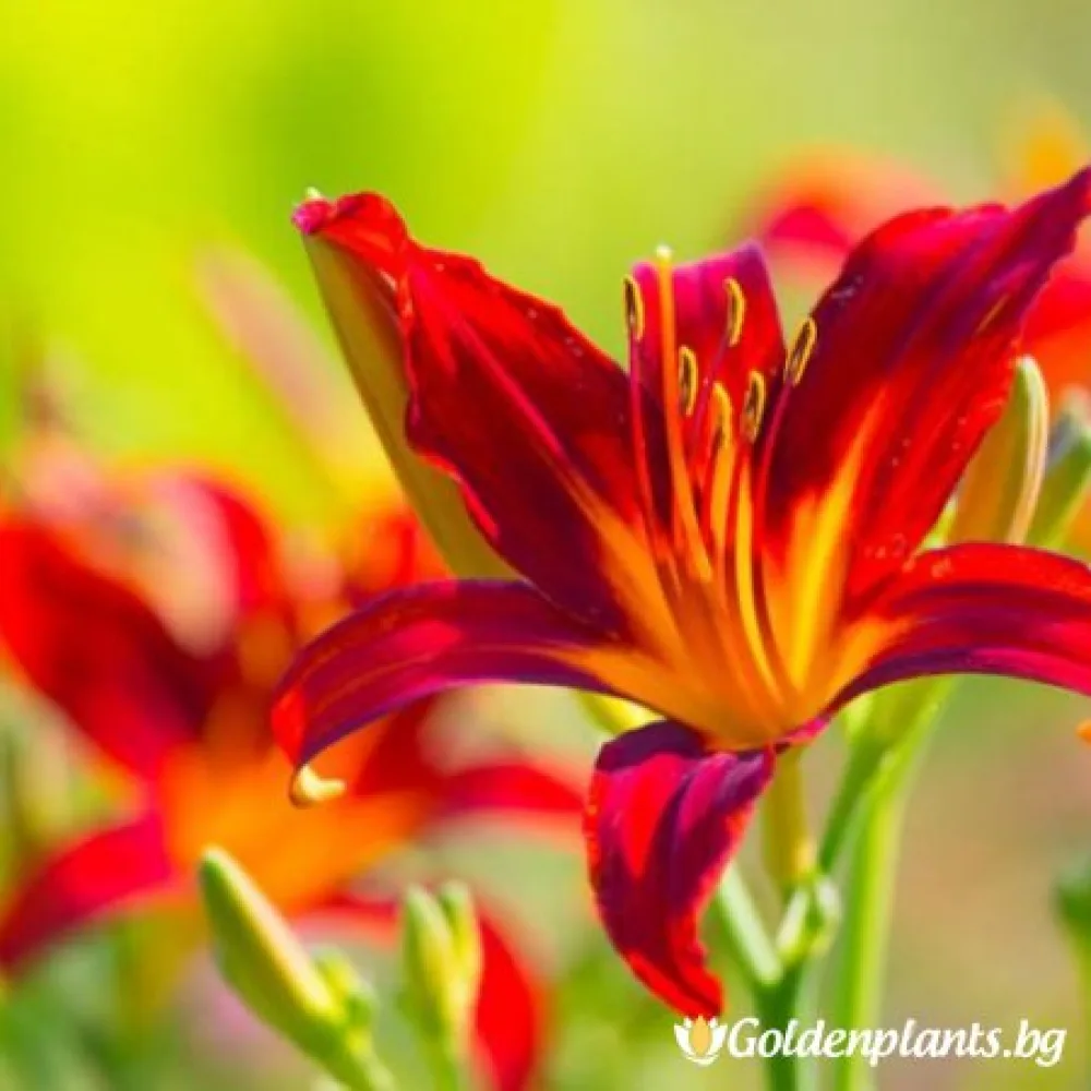 Хемерокалис /Hemerocallis – градинско цвете