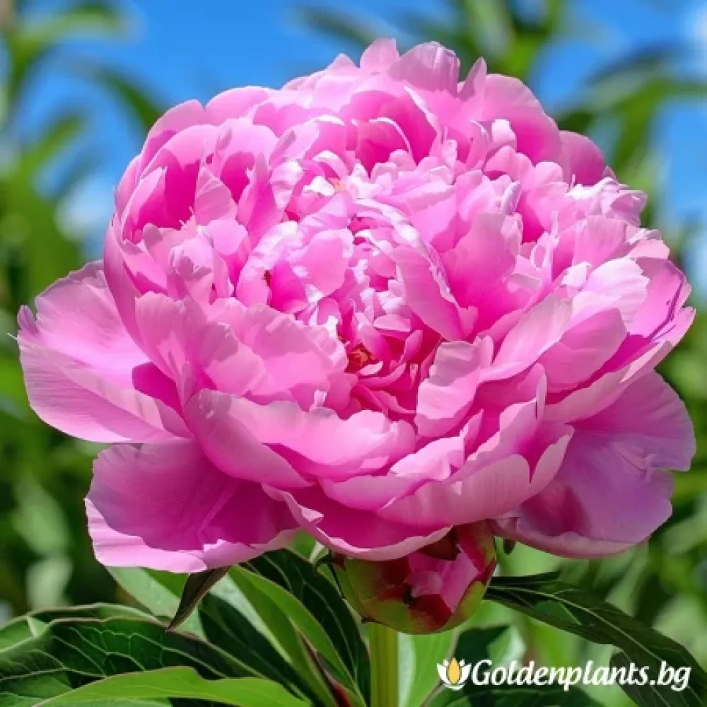 Александър Флеминг (божур)