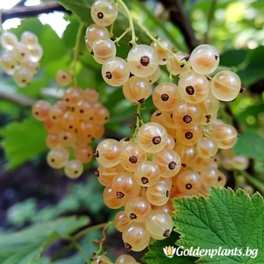 Касис, сорт Бял
