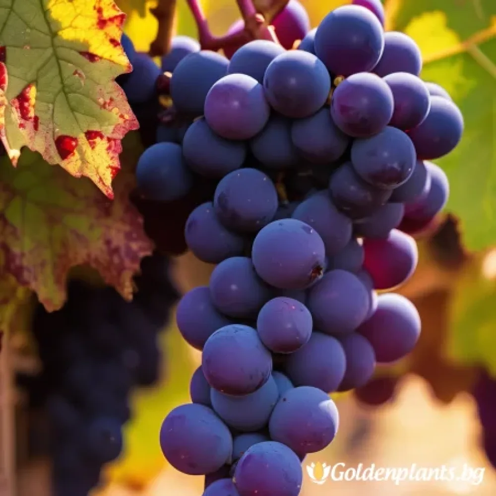 Лоза сорт Каберне Совиньон /Cabernet sauvignon/- ранно зреещ – за собствено грозде