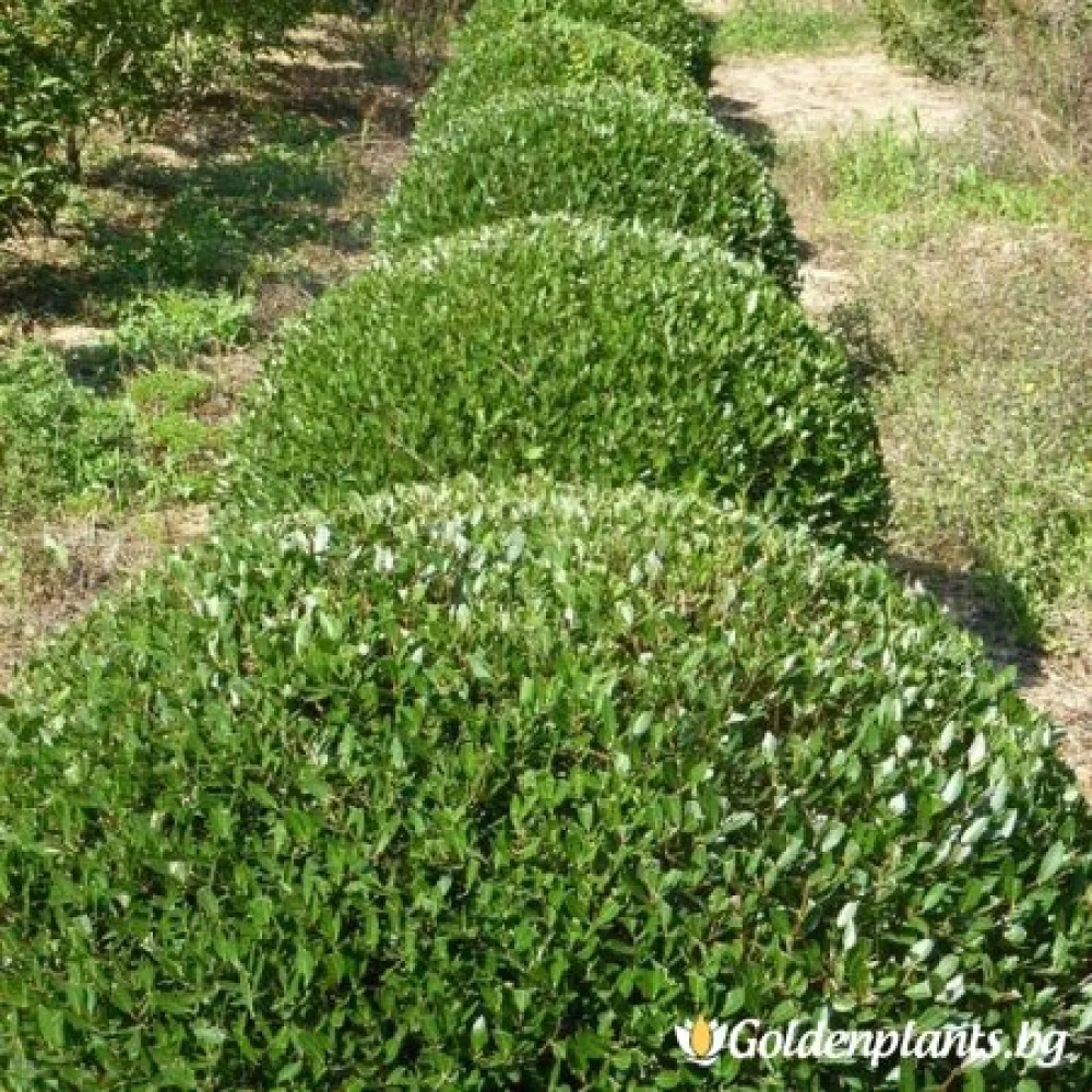 Филирея, сорт Теснолистен Лигуструм