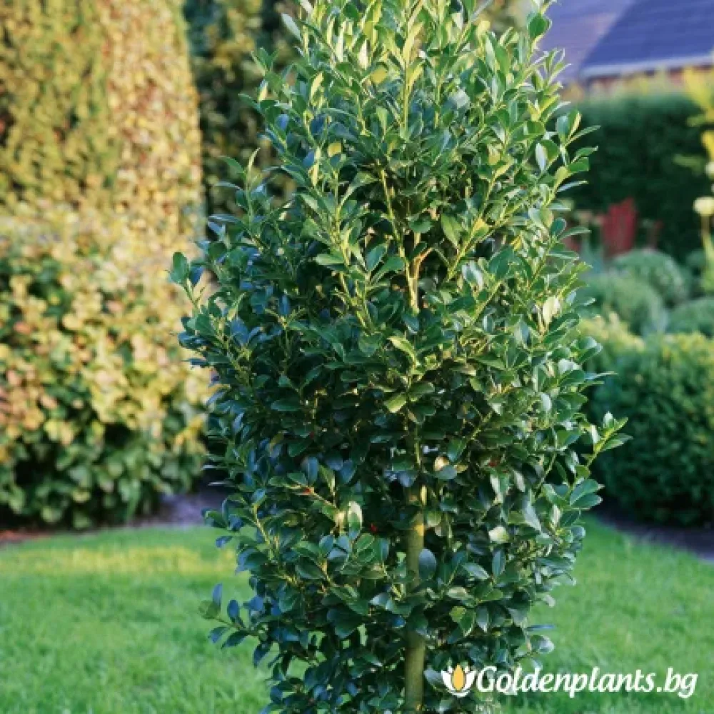 Каролина (илекс)