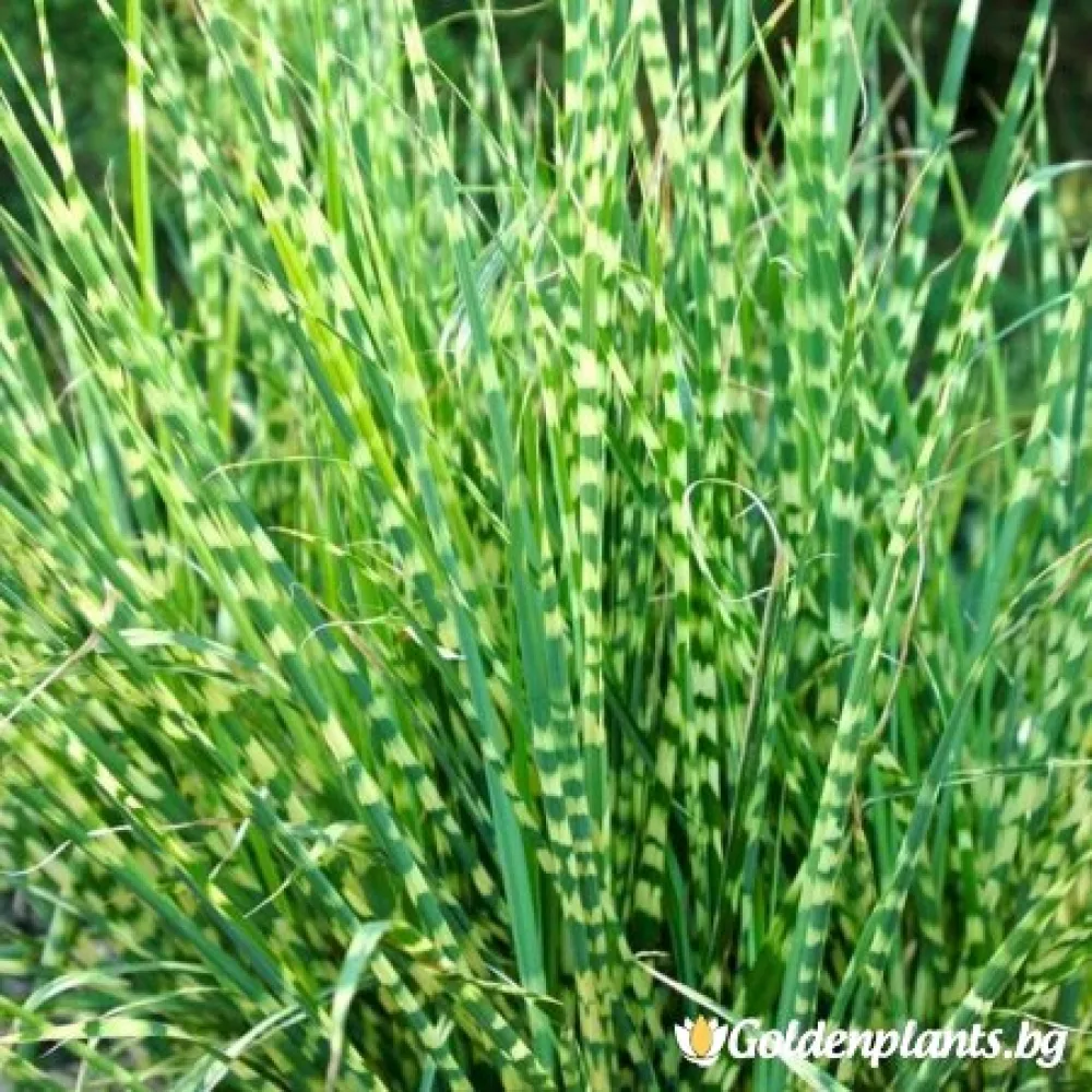 Мискантус - Китайски камъш, Царска тръстика – декоративно растение
