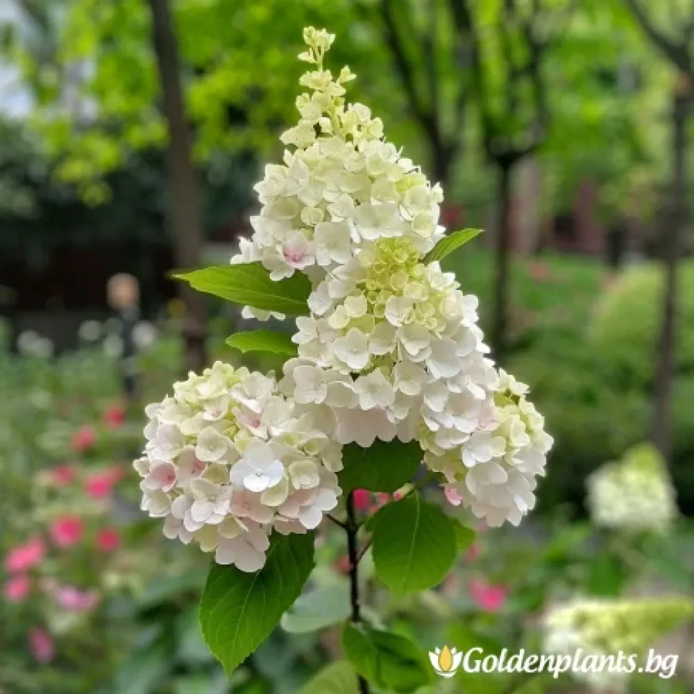 Хортензия, сорт Херкулес