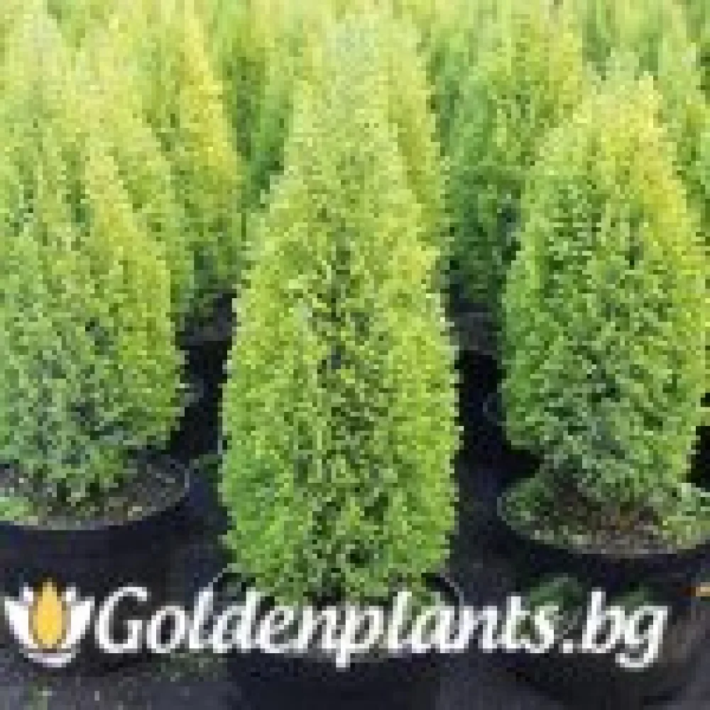 Лъжекипарис Ellwood and ’s Gold – декоративно растение