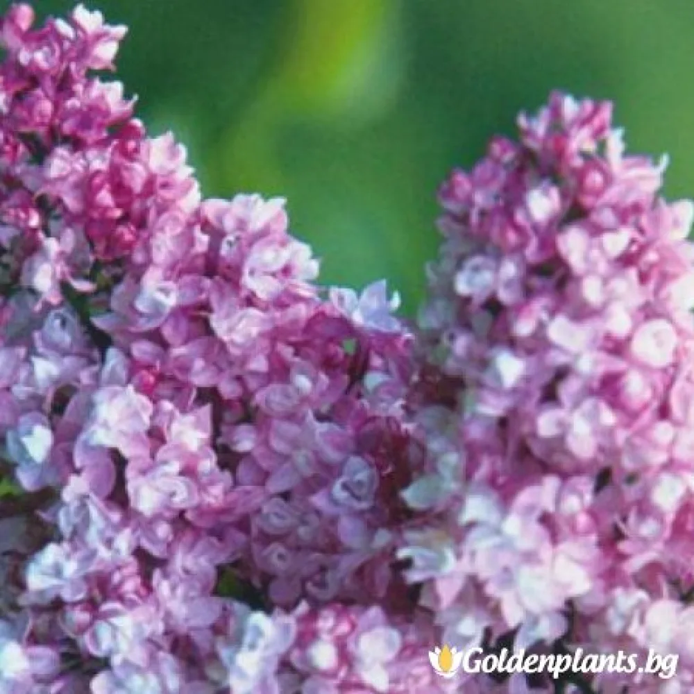 Колхозница (люляк)