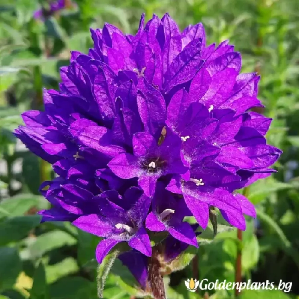 Кичуреста, сорт Камбанка Специоза