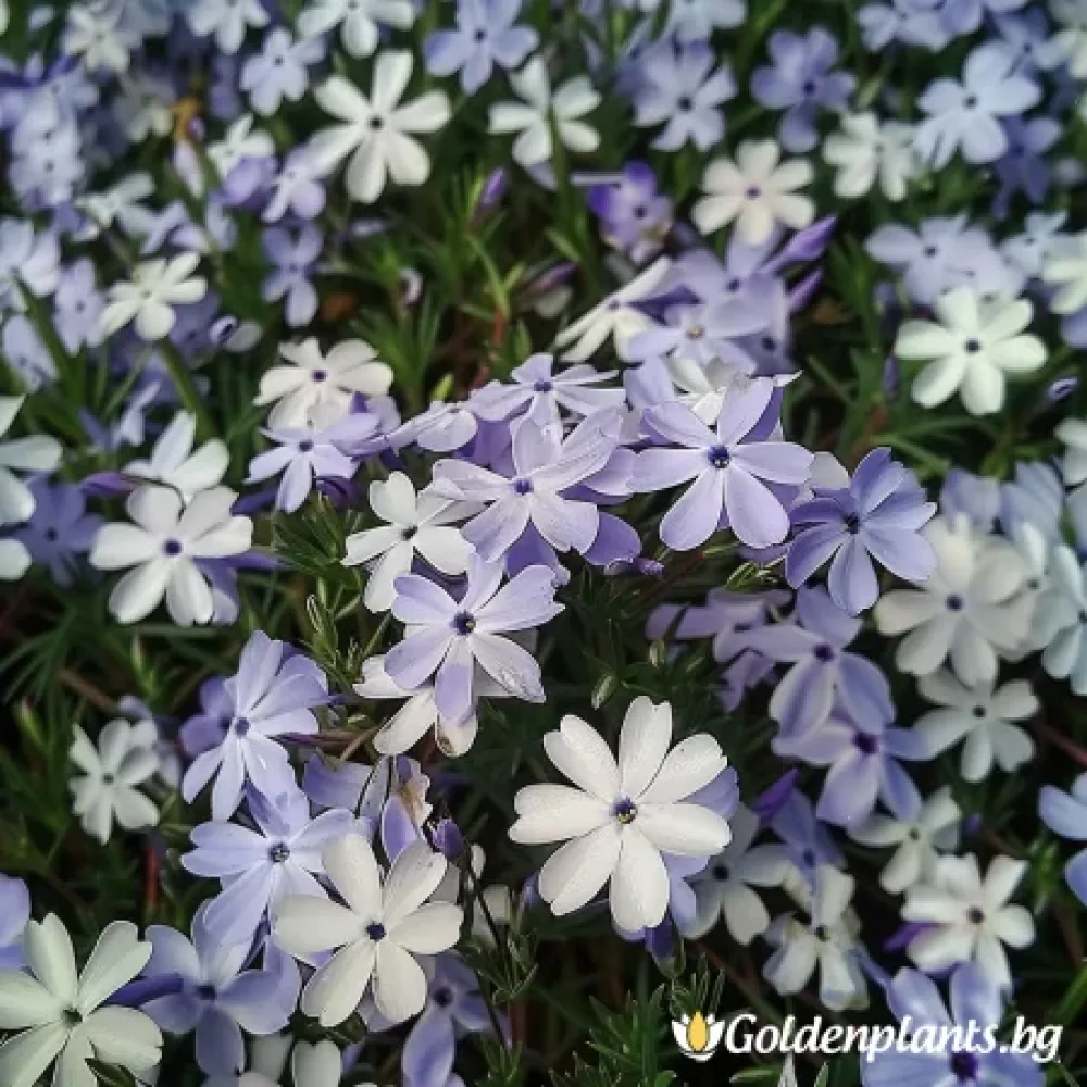 Флокс, сорт Бавария
