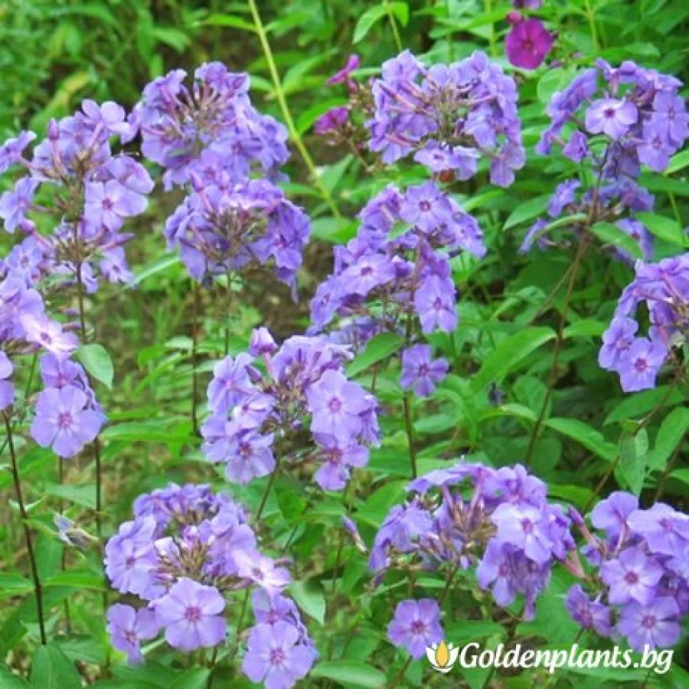 Флокс – Синьо Момче