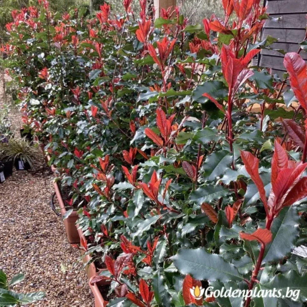 Камелия, сорт Одоратисима