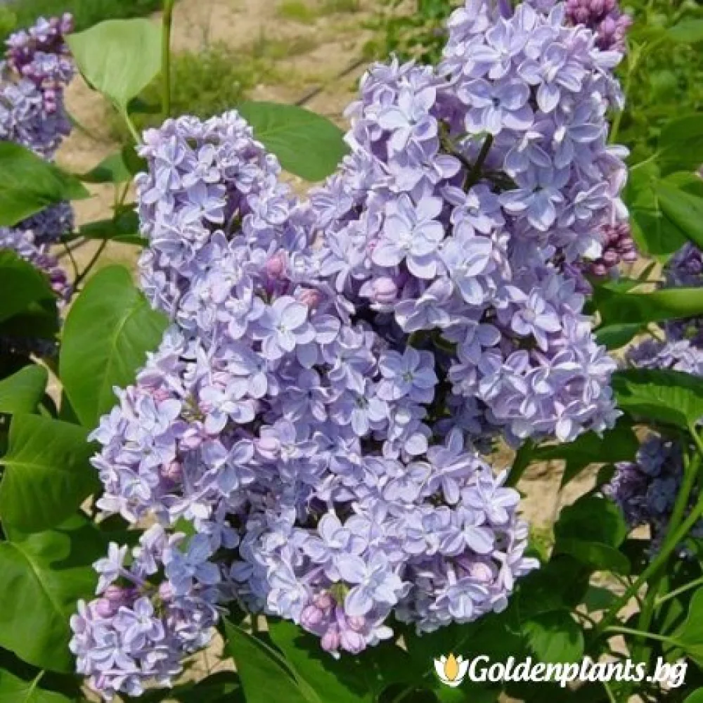 Мишел Бюхнер (люляк)