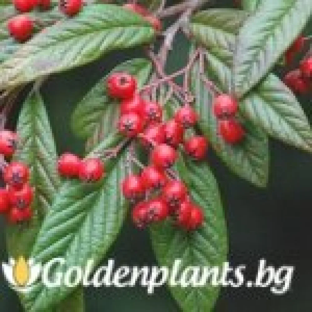 Котонеастър Salicifolia – за жив плет