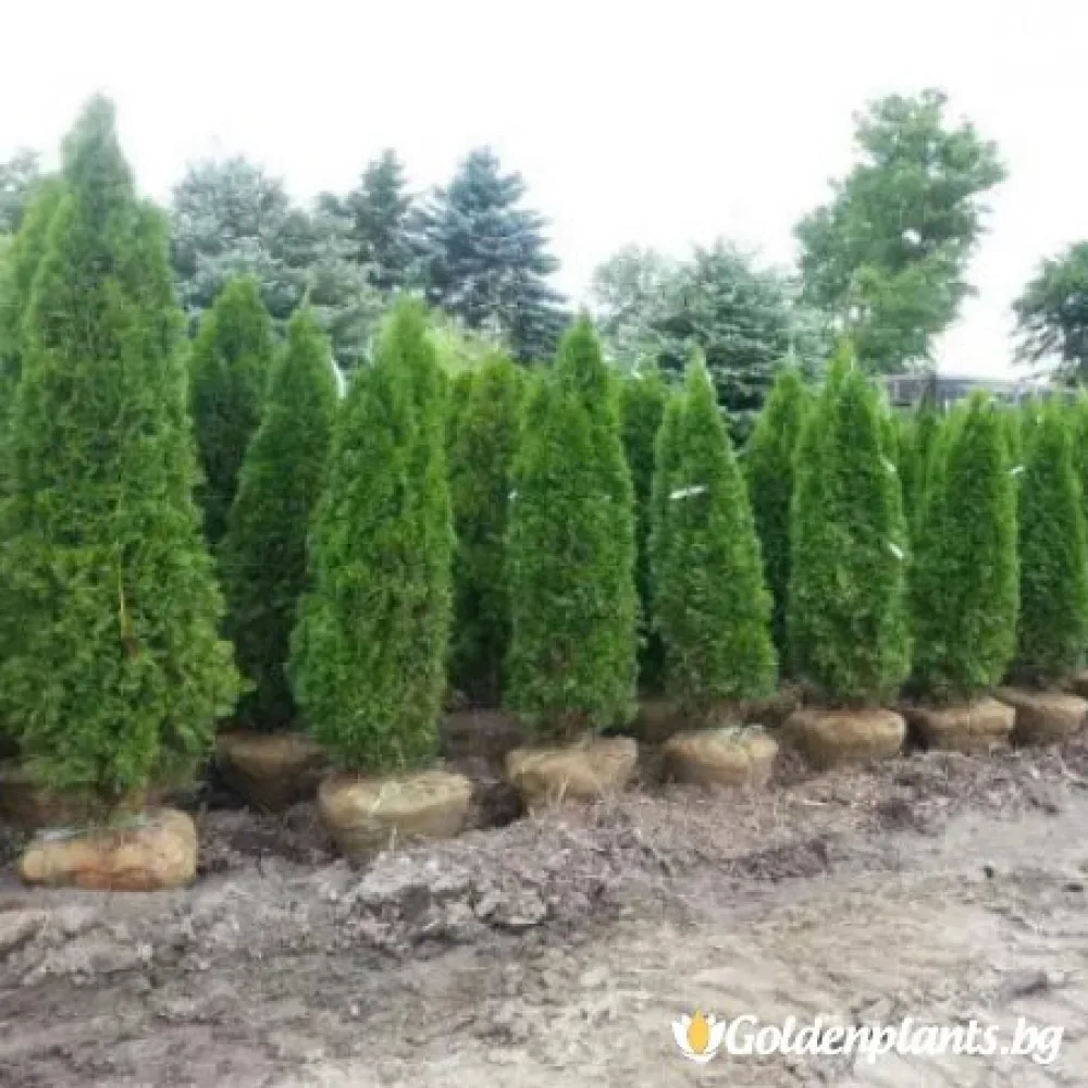 Западна туя malonyana 30-40см – декоративно растение