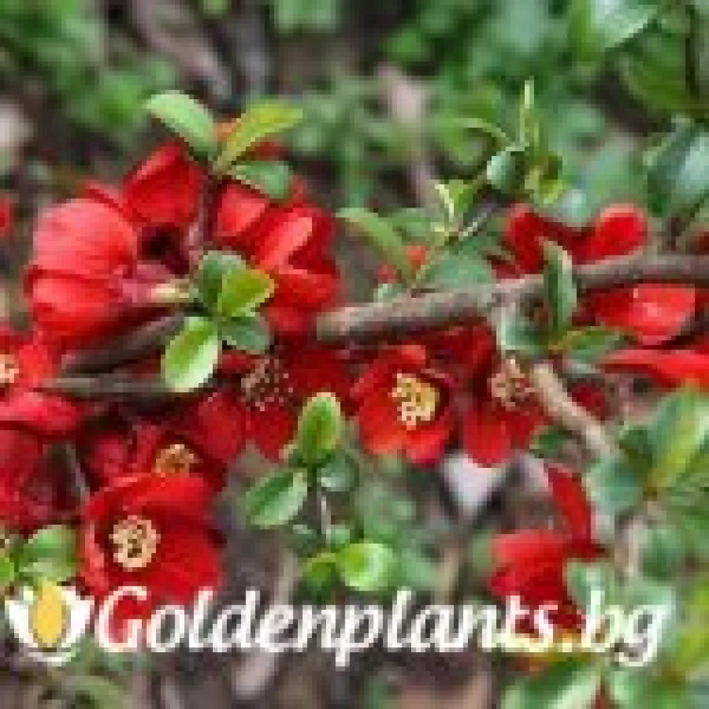 Японска дюля Crimson and Gold – декоративно растение