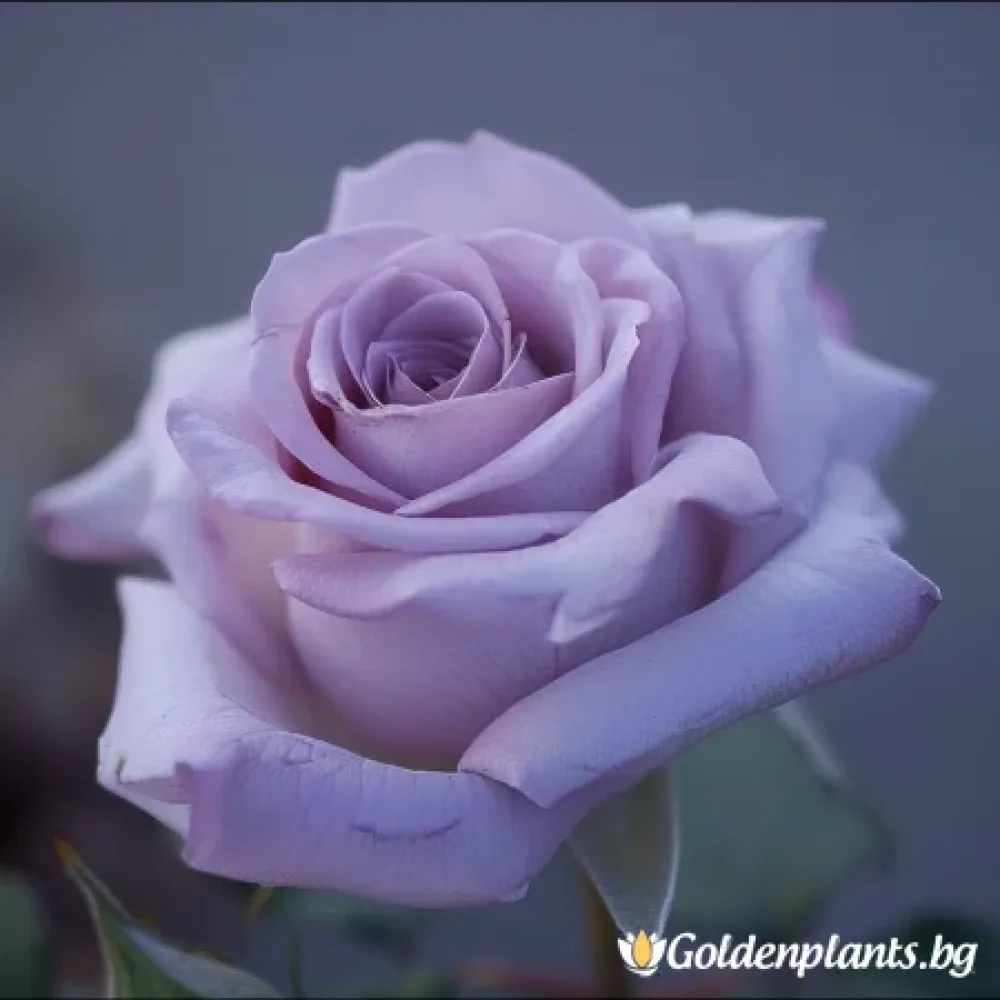 Роза, сорт Цъфтяща Симфония, с гол корен