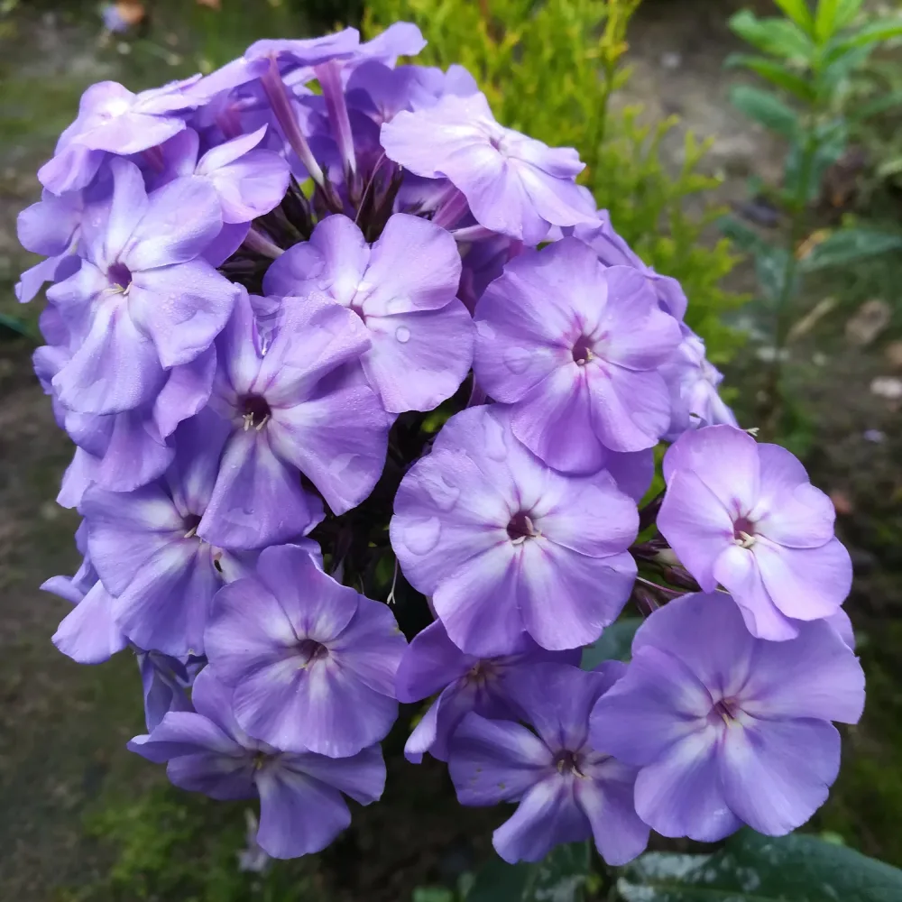 Флокс – Синьо Момче