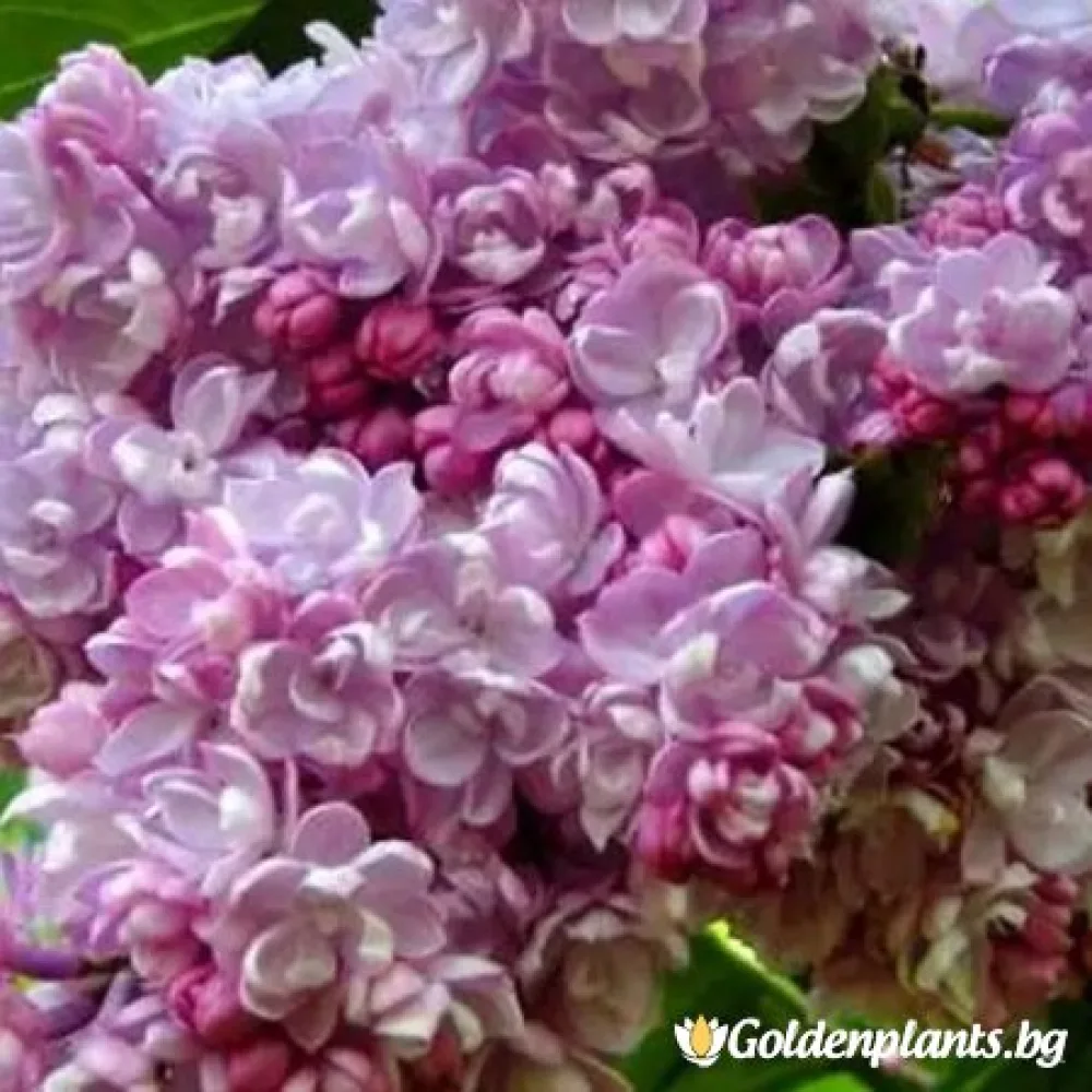 Колхозница (люляк)