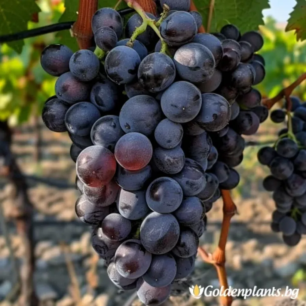 Лоза сорт Тангра - безсеменен десертен сорт грозде - Късно зреещ, черен, едър – за собствено грозде