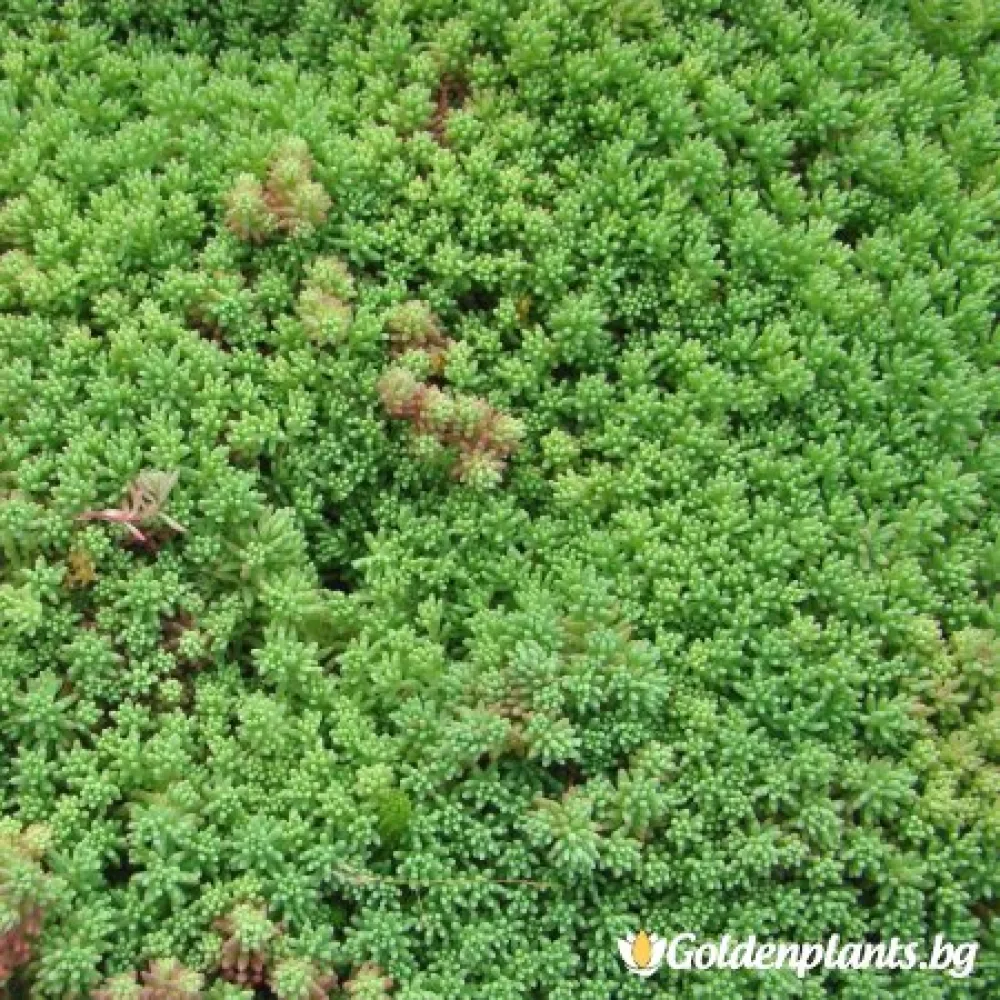 Седум green carpet зелен – за градината