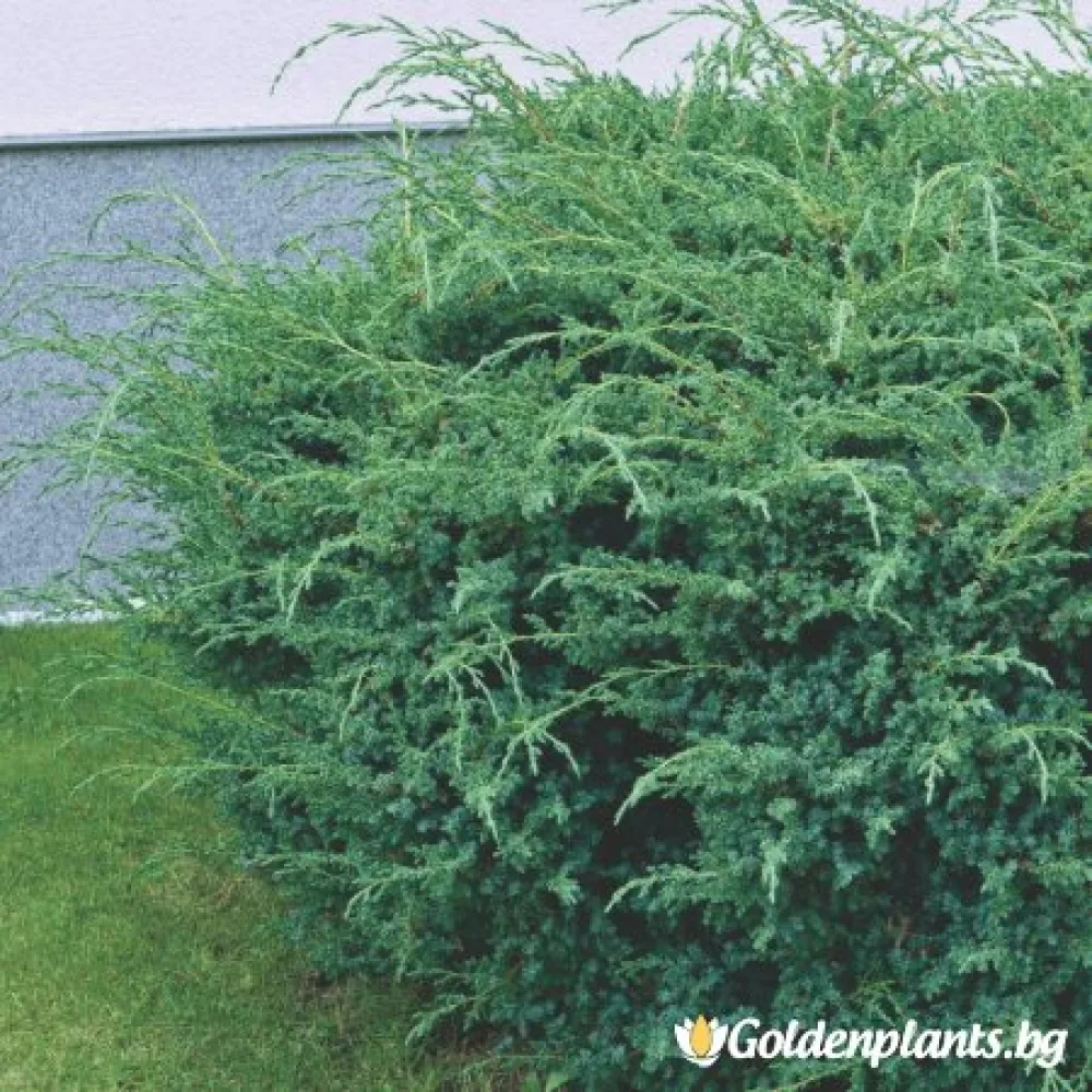 Юниперус Сини Алпи 30-60 см – за жив плет