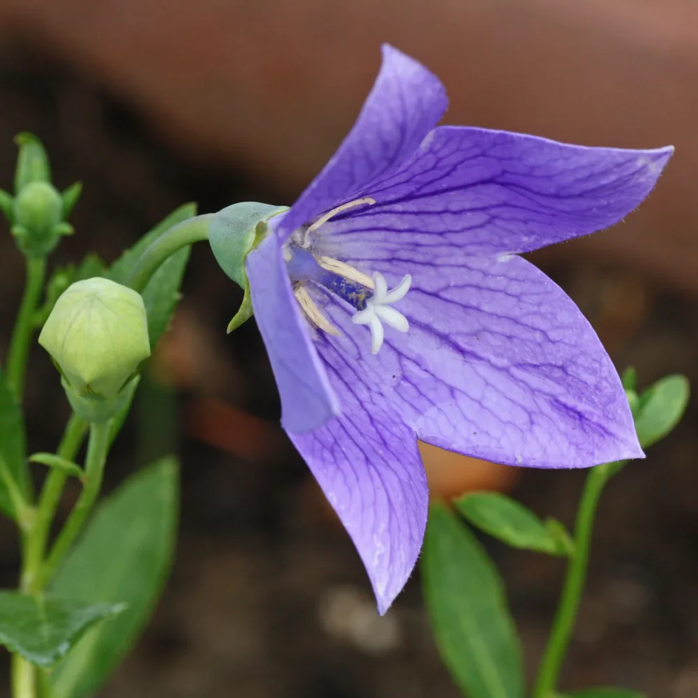 Платикодон – Мариесии