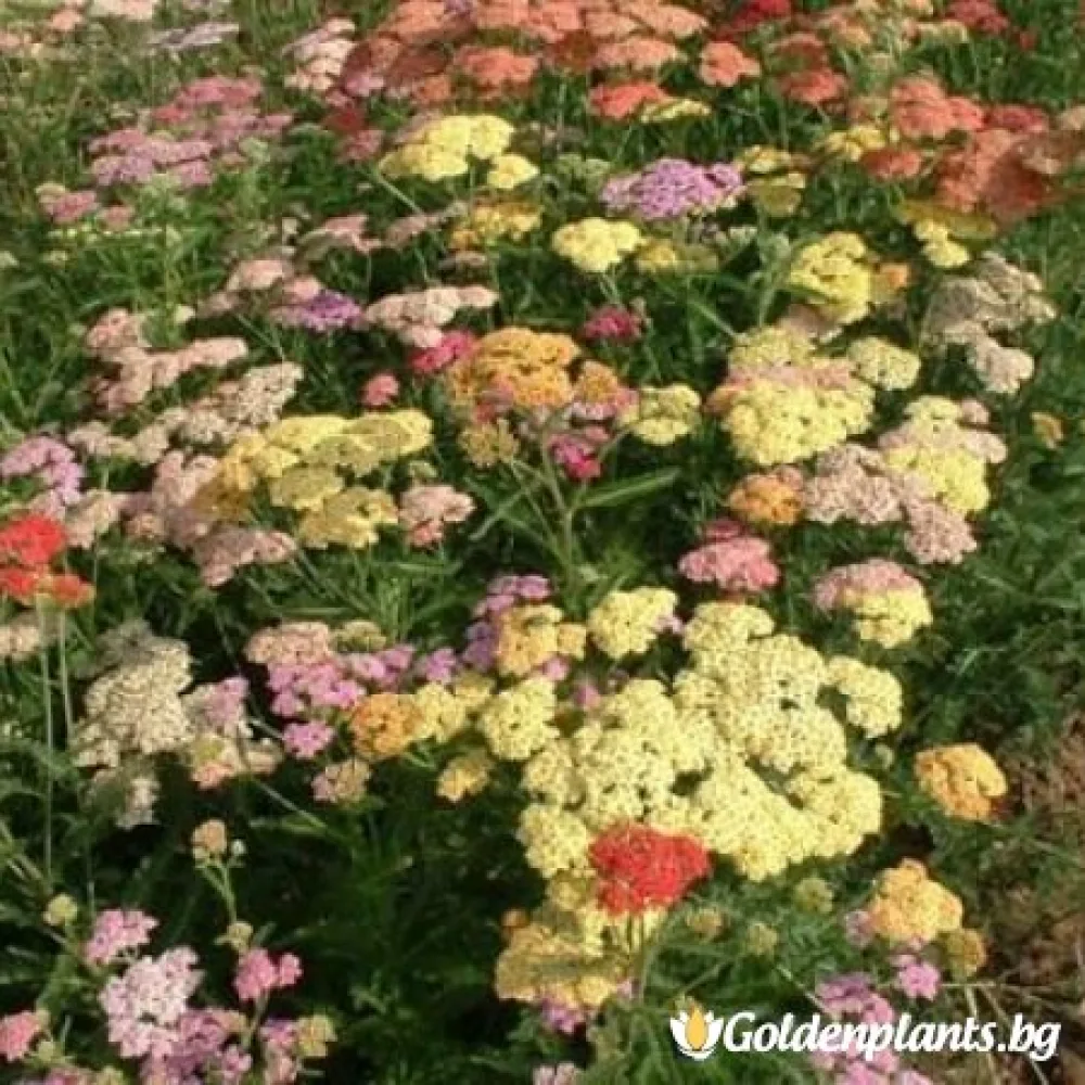 Хилядолистен Бял, сорт Равнец Летни цветове