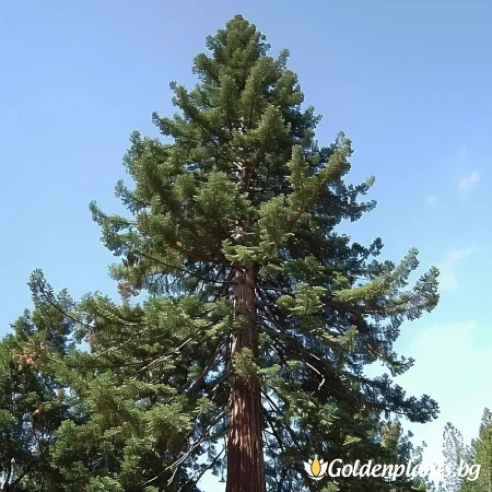 Калифорнийска Секвоя – декоративно растение