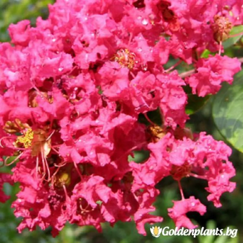 Розов (индийски люляк)