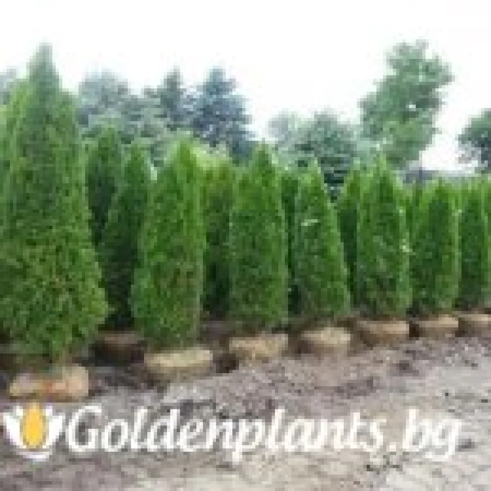 Западна туя malonyana 30-40см – декоративно растение