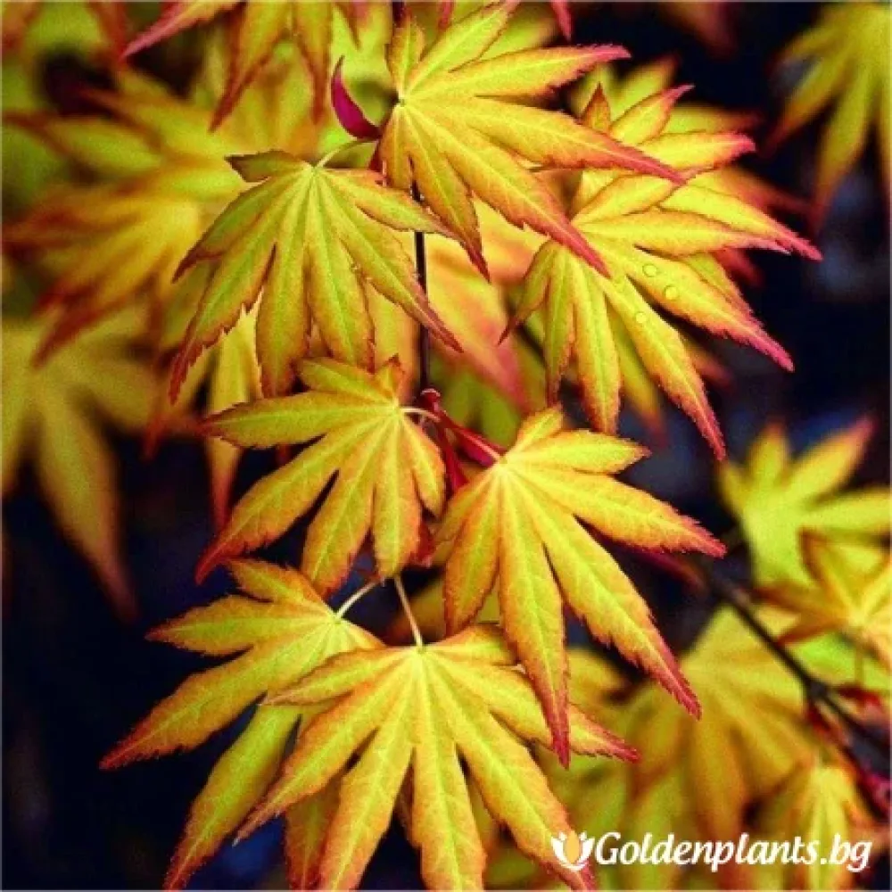 Кацура (японски клен)