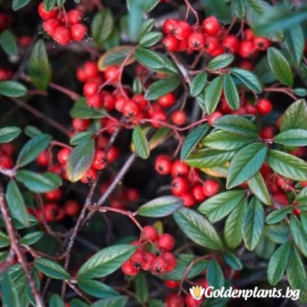 Котонеастър Salicifolia – за жив плет