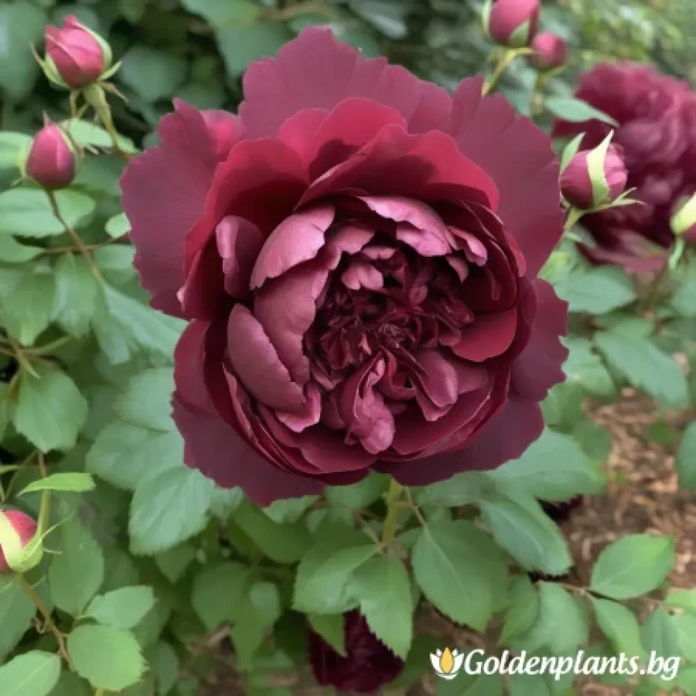 Роза – Тъмна Амброзия, с гол корен