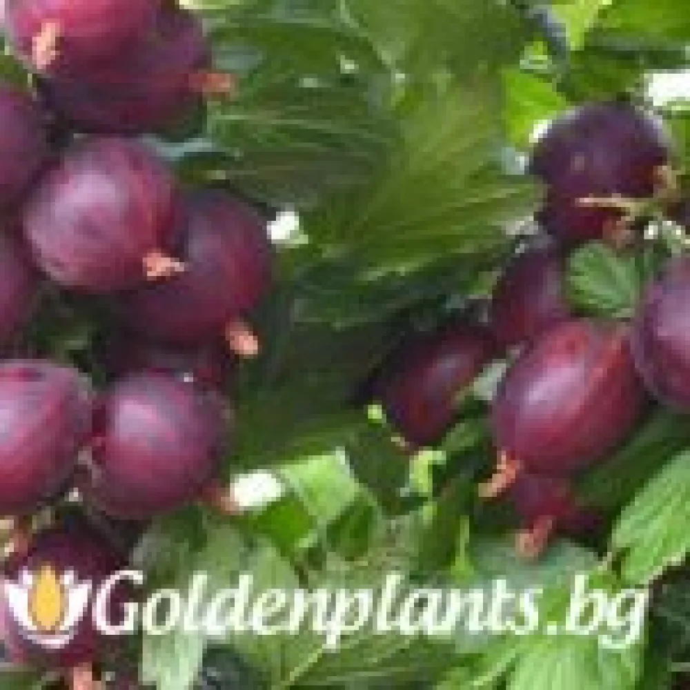 Цариградско грозде – Неслуховски